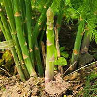 Asparagus Extract