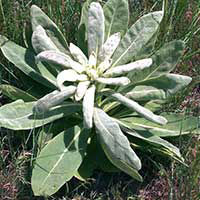 Mullein Leaf Extract